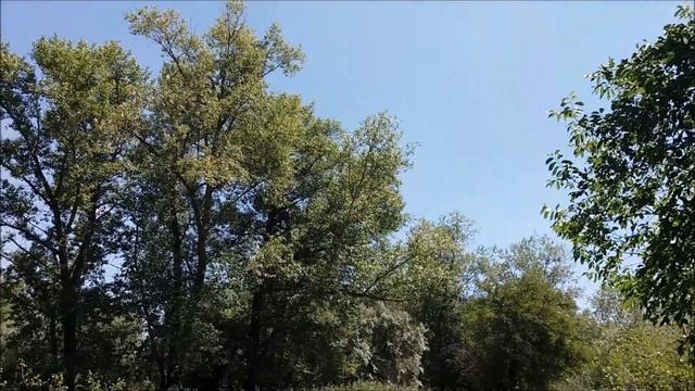 Живительная сила леса смотреть онлайн