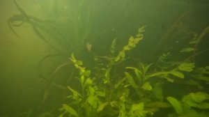 Река Воронеж Лопатки 02.06.2024 Водные растения: Перистолистник, роголистник, рдесты, нимфея и др.
