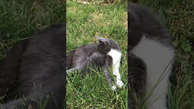 Как кормить маленьких котят смотреть онлайн