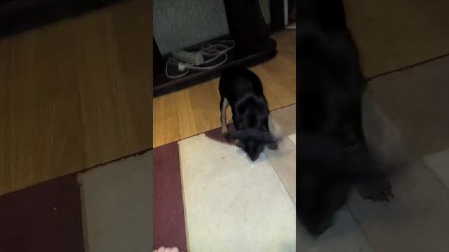 Цвергпинчер 2месяца смотреть онлайн