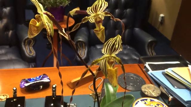 Paphiopedilum Lady Isabel x wilhelmina x philippinense смотреть онлайн