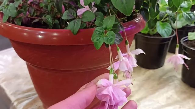 Фуксия Southgate смотреть онлайн