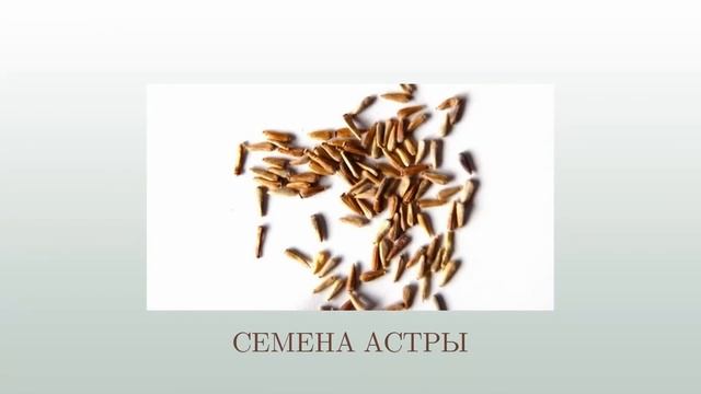 АСТРЫ смотреть онлайн
