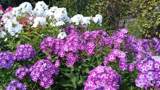 Флоксы смотреть онлайн