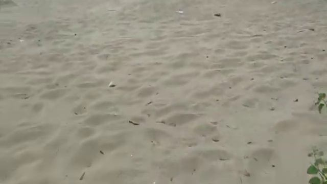 Живут как свиньи на Яграх в Северодвинске 8.07.2012 смотреть онлайн