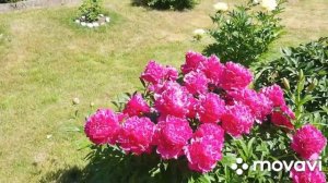 Большой обзор цветущего сада! Розы с названиями?