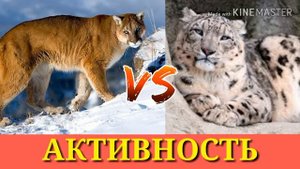 Снежный барс против пумы. Puma against Snow Leopard. Animals Battle.