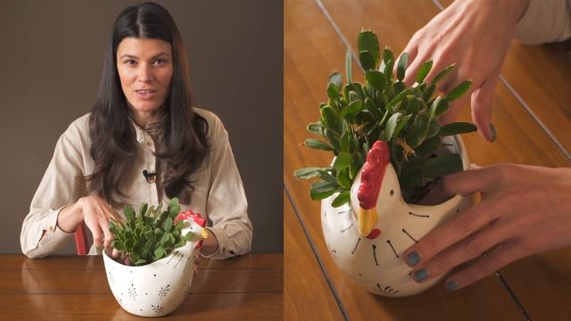 Schlumbergera gaertneri (Easter Cactus) Houseplant Care — 232 of 365 смотреть онлайн