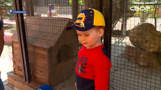 В зоопарке Ставрополе пополнение у семей енотов и волков смотреть онлайн