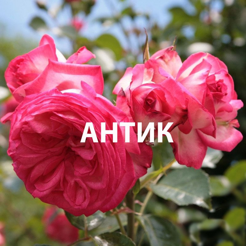 Антик - шикарная плетистая роза клаймбер, нежные розовые переливы и приятный фруктовый аромат смотреть онлайн