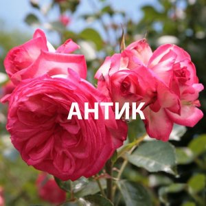 Антик - шикарная плетистая роза клаймбер, нежные розовые переливы и приятный фруктовый аромат