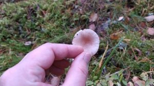 Млечник ароматный (Lactarius glyciosmus). Как выглядит гриб на месте произрастания.