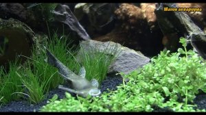 Перекись водорода для аквариума | Аквариум для начинающих | Отравление рыб (#27)