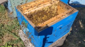 КАРНИКА в деле ДВА КОРПУСА МЁДА ДАДАН отбираю рамки на откачку ЕСЛИ ХОЧЕШЬ МЁД ты обязан это знать✅