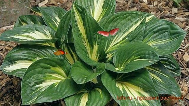 Хоста гибридная Стинг (hosta hybrid sting) ? хоста Стинг обзор: как сажать саженцы хосты Стинг