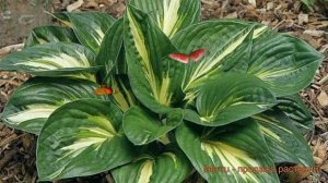 Хоста гибридная Стинг (hosta hybrid sting) ? хоста Стинг обзор: как сажать саженцы хосты Стинг