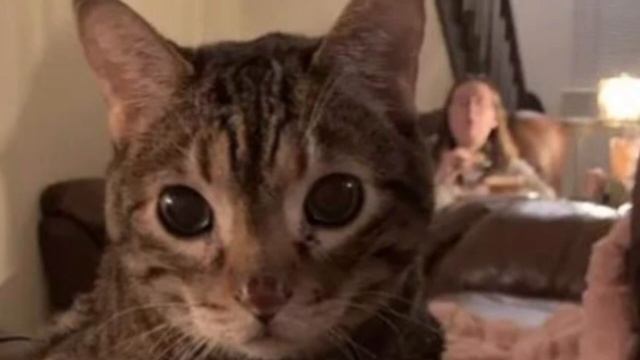 18 летний кот плачет как ребёнок когда снимают с него свитер смотреть онлайн