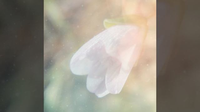 Morning Sun смотреть онлайн