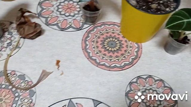 Комнатные цветы. Цветочное ассорти. Аллоказии, орхидея, цикламен, бегония.