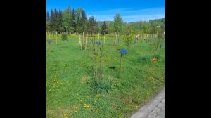 Аллея памяти погибших в СВО