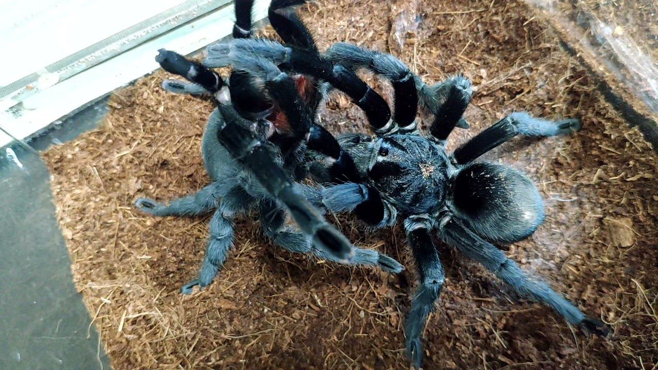 Ссаживание самца и самки паука вида Grammostola pulchra Успешно или нет? Пульхра
