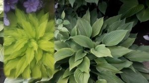 Хосты в моём саду! Хосты на солнце и в тени!