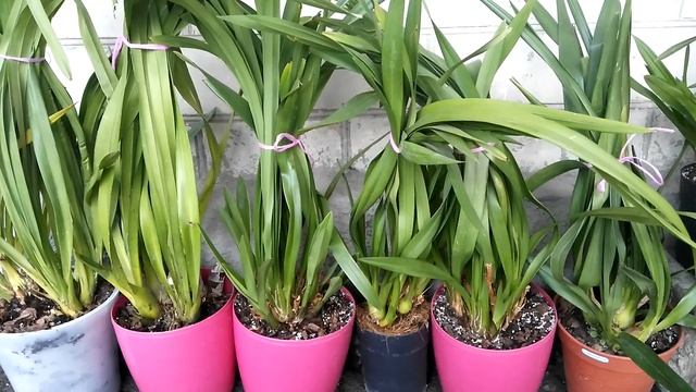 УХОД ЗА ЦИМБИДИУМОМ В ДОМАШНИХ УСЛОВИЯХ смотреть онлайн