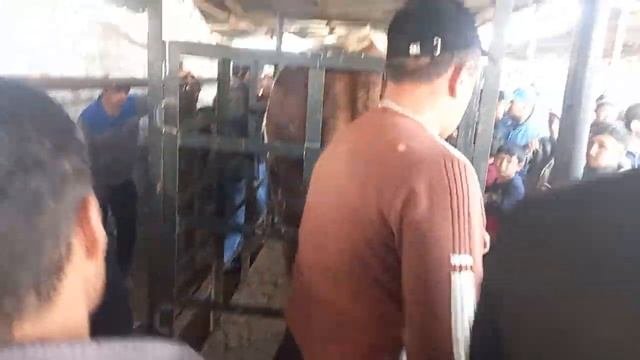 БУКАИ СМЕНТАЛ САВДО ШУД 939.КГ 41.50 СОМОН