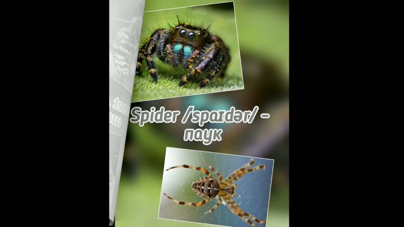 Насекомые