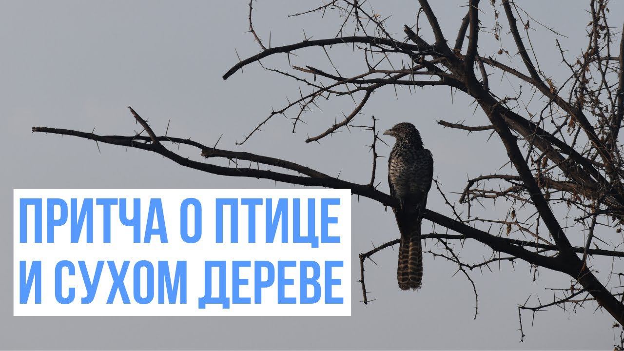 Притча и птице и сухом дереве. Терапевтическая история. смотреть онлайн