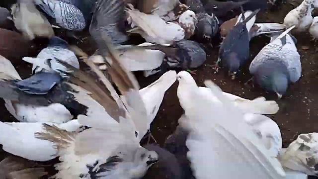 отличные витамины голубям для иммунитета!