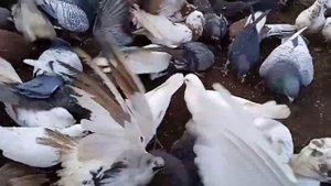отличные витамины голубям для иммунитета!