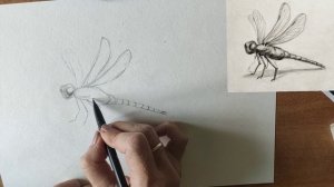Как нарисовать стрекозу карандашом. Мастер-класс // Short pencil drawing tutorial: dragonfly