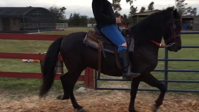 Teaching friend how to ride a Paso Fino смотреть онлайн