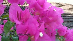 Bougainvillea Plant Care Malayalam || ബോഗൻ വില്ല പരിചരണം #Plant_Care_Series  #EPI_1