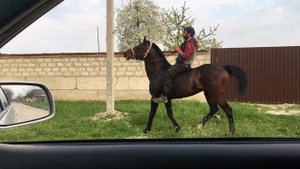 Арабо Кабардинский жеребец Баксан