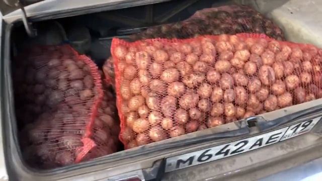 Завёз морковь и картофель для бычков. смотреть онлайн