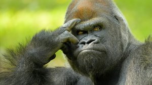 Баскетбольные карточки. Как начать собирать? (Видео №1)