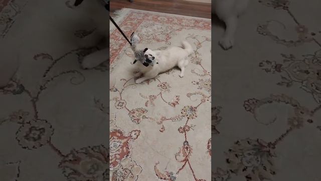 #чихуахуа #милыеживотные #кушатьподано #катаемся #любимыйпитомец