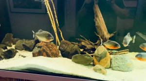 Ветки Ивы проросли