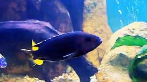 Pseudotropheus sp. acei Itungi "Black Tanzania" By Chechu Gómez