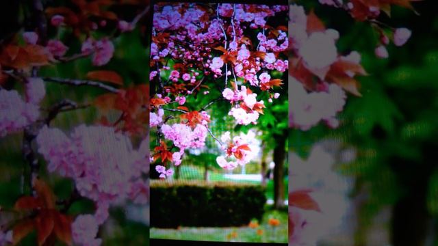 Никто не хочет уходить ,,туда"..., но Нас не спрашивают, а просто забирают... авт./ исп. смотреть онлайн