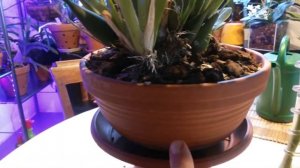 Орхидея Камбрия. Посажена в керамический горшок