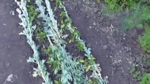 Продолжаю мульчировать полынью перцы и помидоры