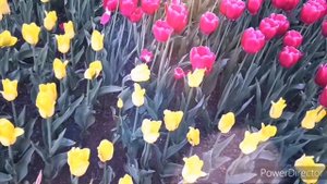 Самое красивое пожелание хорошего дня! ?Желаю хорошего дня!