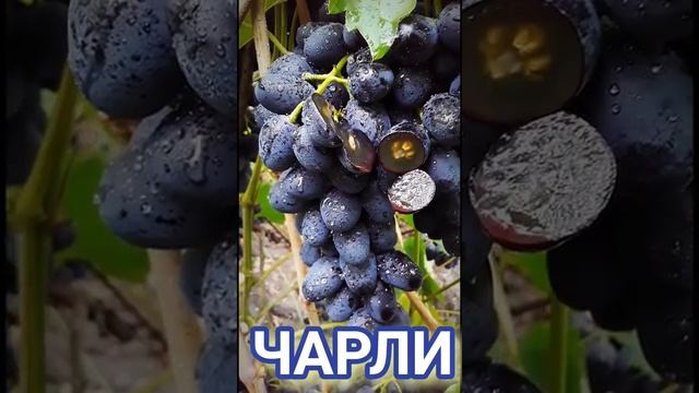 Виноград Чарли