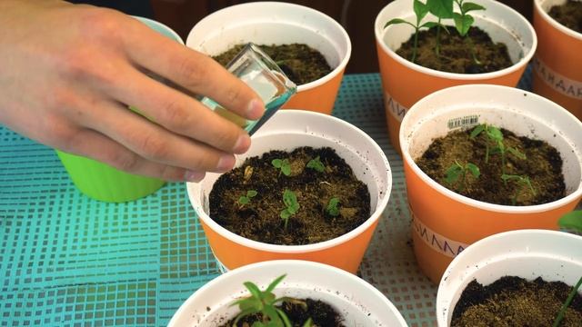 МЫ ВЫРАСТИЛИ ФРУКТЫ НА ПОДОКОННИКЕ! (ЧАСТЬ 3) смотреть онлайн