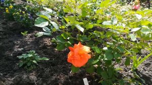 ПЛЕТИСТАЯ РОЗА ВЕСТЕРЛЕНД . МОЯ ЛЮБИМАЯ РОЗА РАСЦВЕЛА !!!!! 😘😌