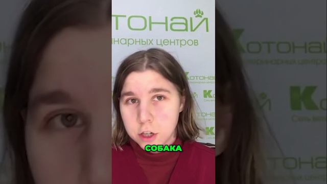 Кашель у собаки | Почему не стоит ждать полгода?