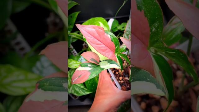 🪴Look at this beautiful pink plant!💖Syngonium Redspot Tricolor #rarehouseplants #variegatedplants